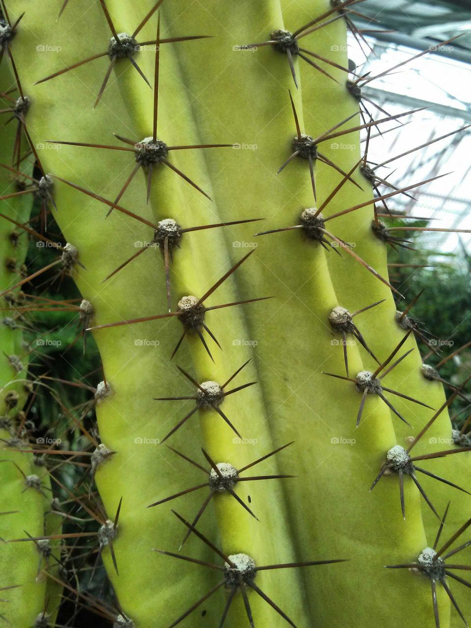 close up cactus spines