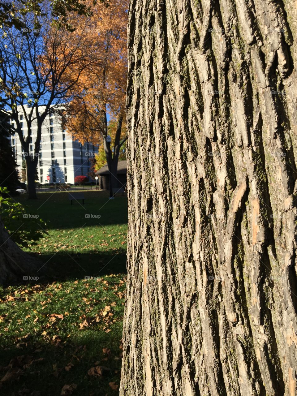 Closeup of tree bark