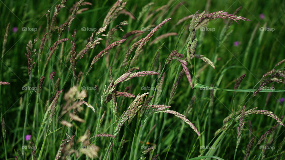 Grass in springtime.