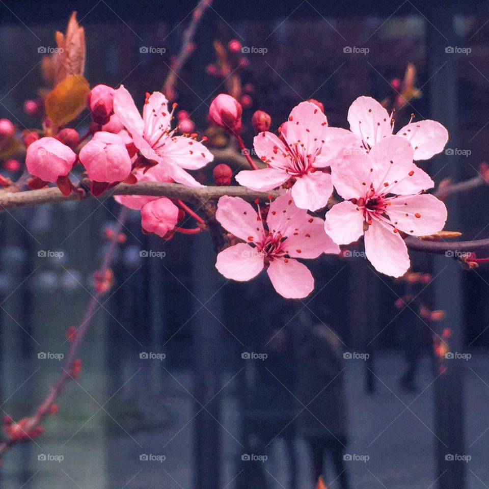 Extreme close-up of pink flowers