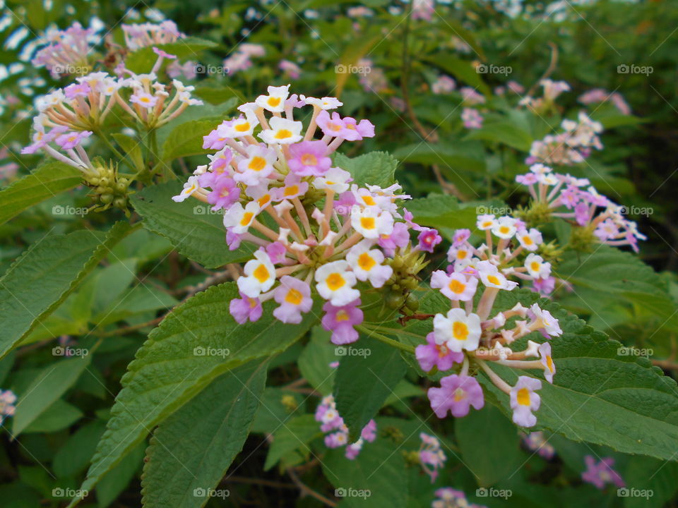 Very Different Flower. Very Different Flowers