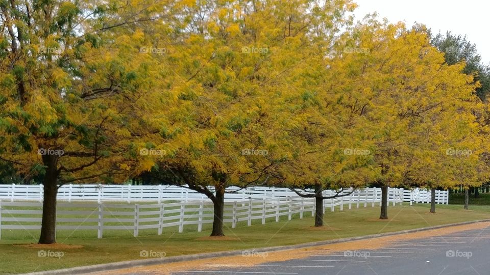 fall trees along fence