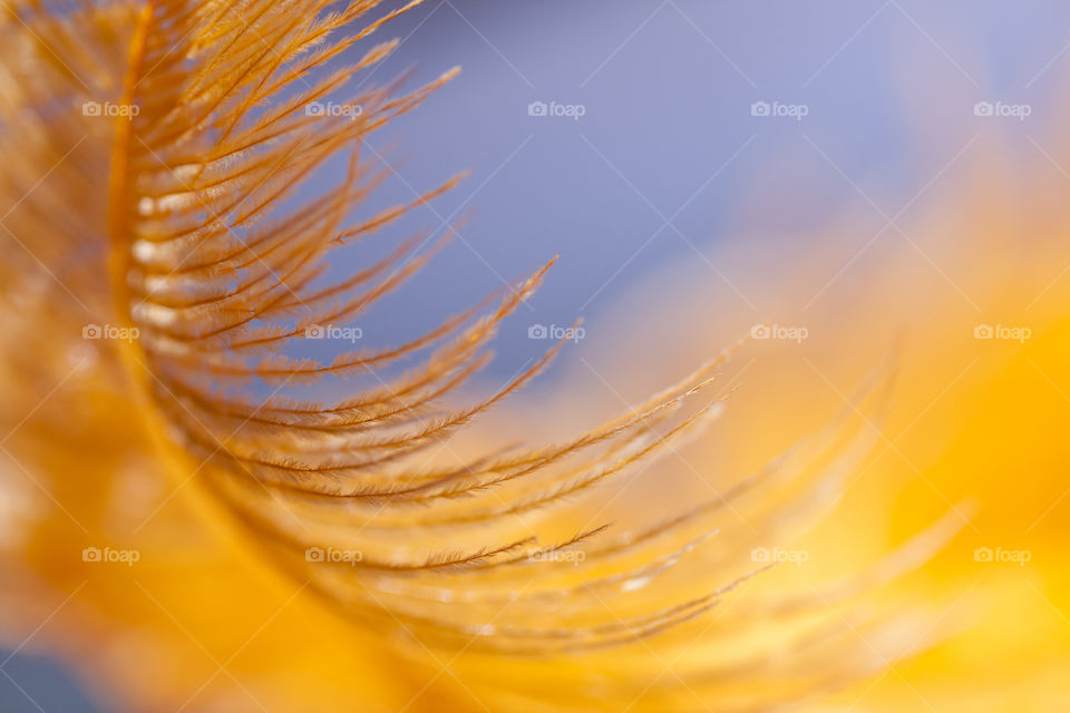 Macro feather