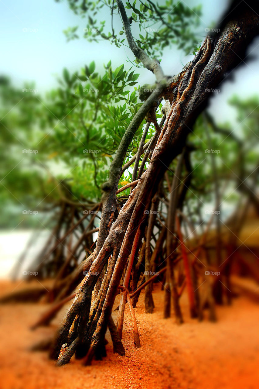 Mangrove tree