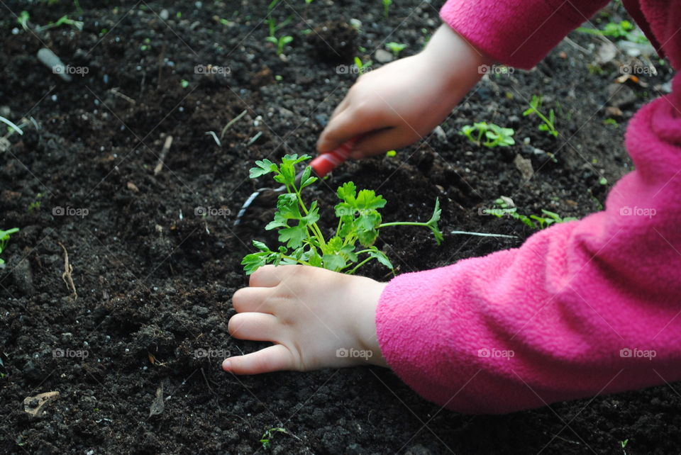 child planting parsey plant in garden