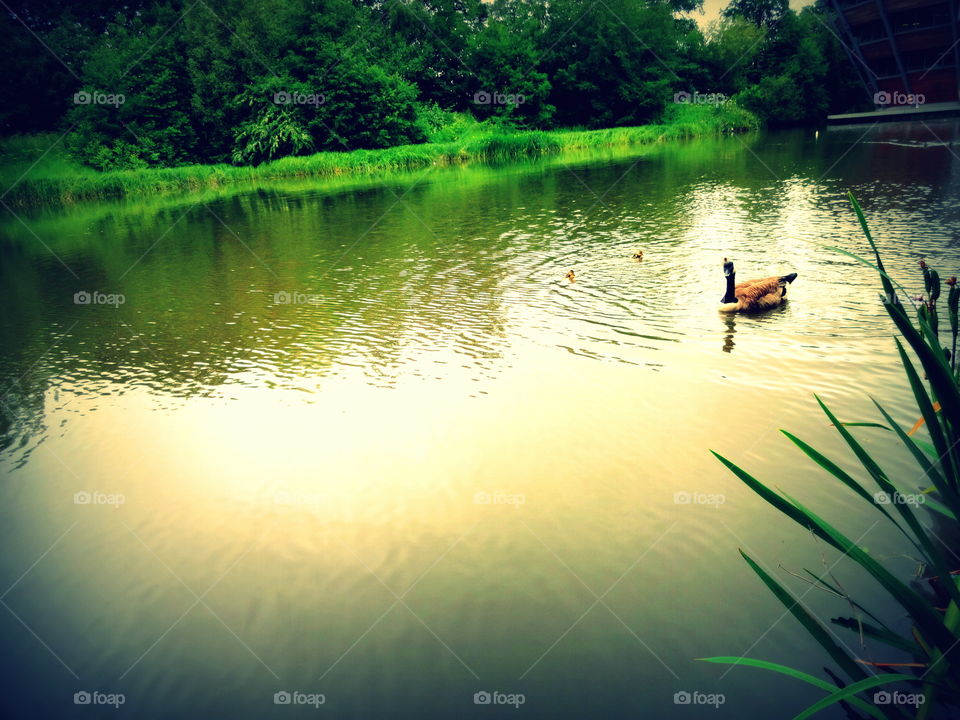 Pond at sunset. Pond with wildfowl at sunset in Jubilee Campus of Nottingham in Great Britain