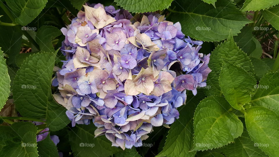 Close-up of hydrangea flowers