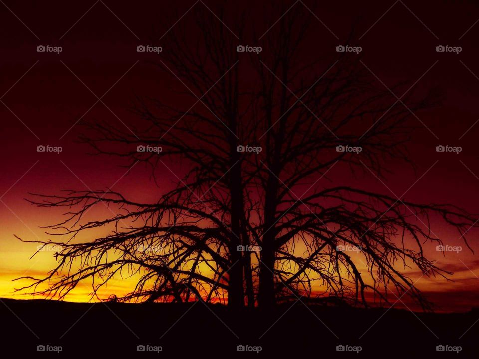 silhouette of twin tree