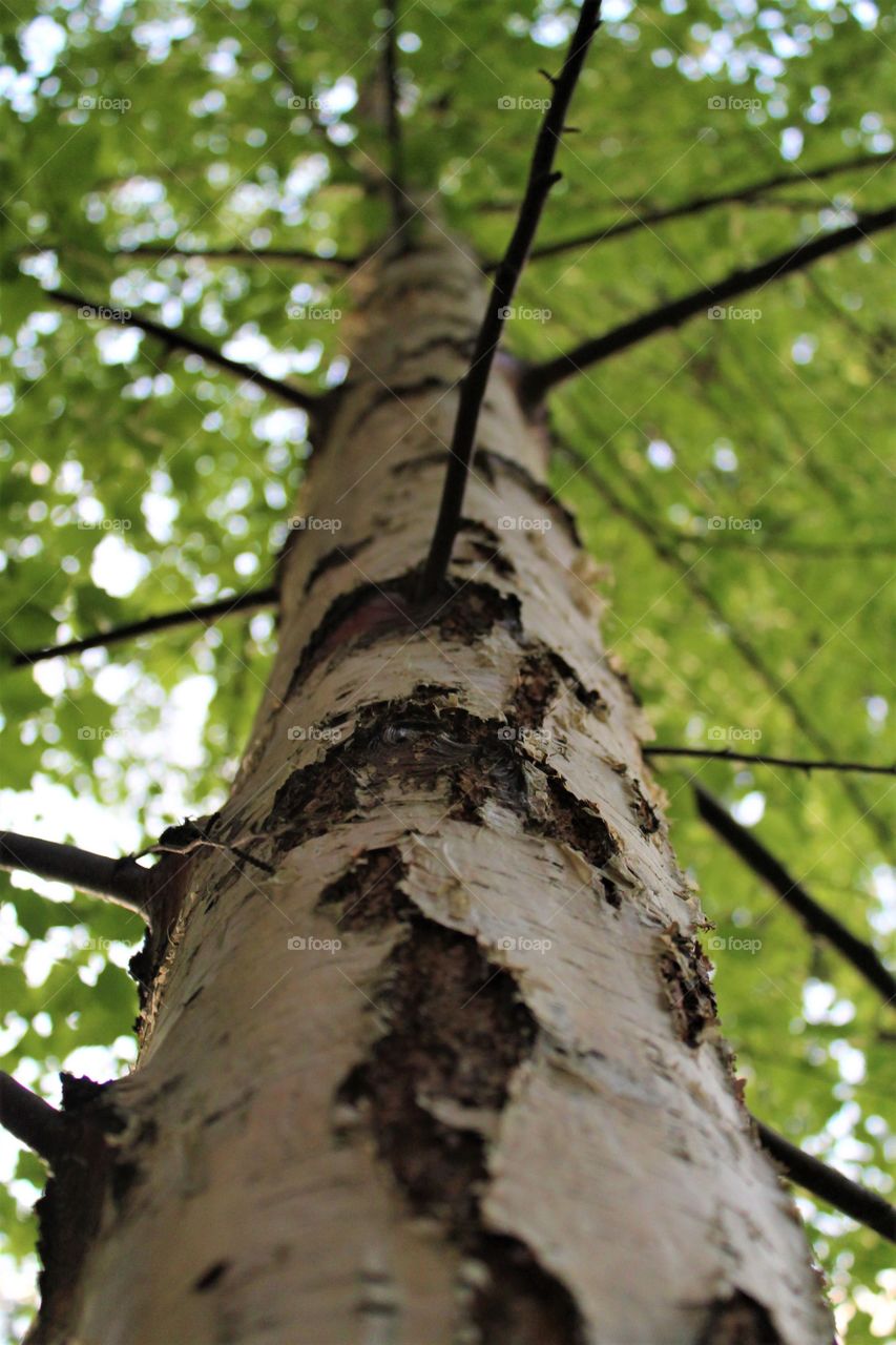Birch tree