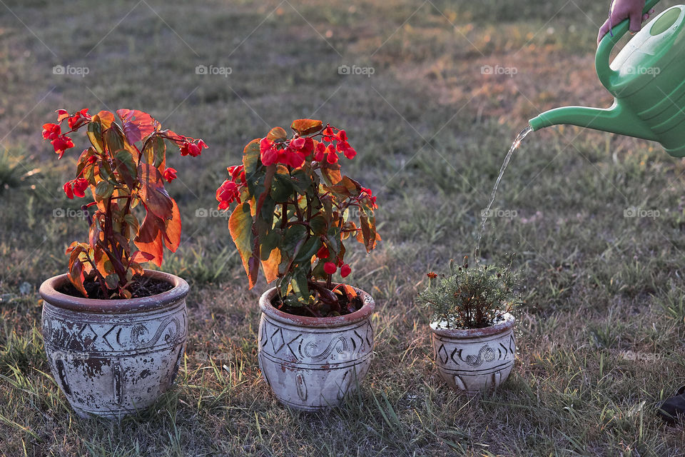 Watering the flowers growing in flower pot, pouring water from green watering can, working in backyard at sunset. Candid people, real moments, authentic situations