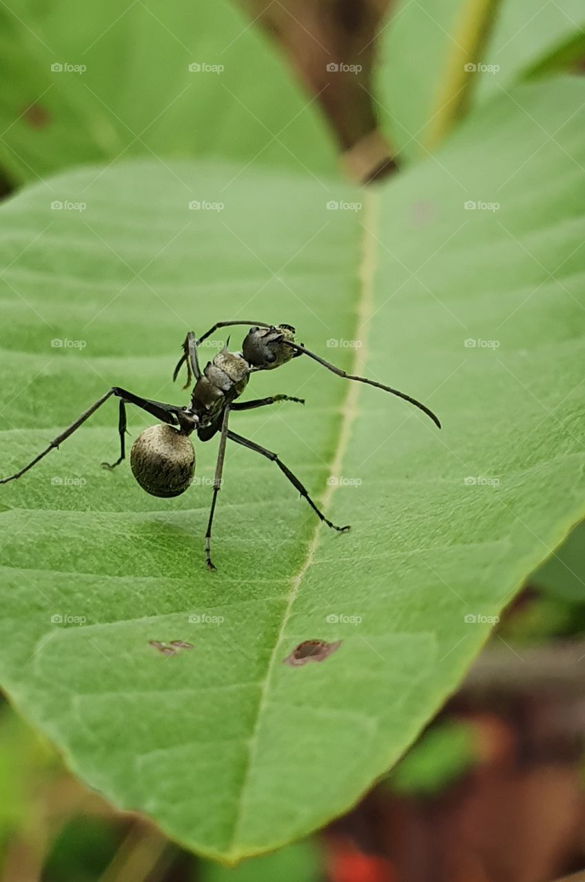 black ant on green leaf