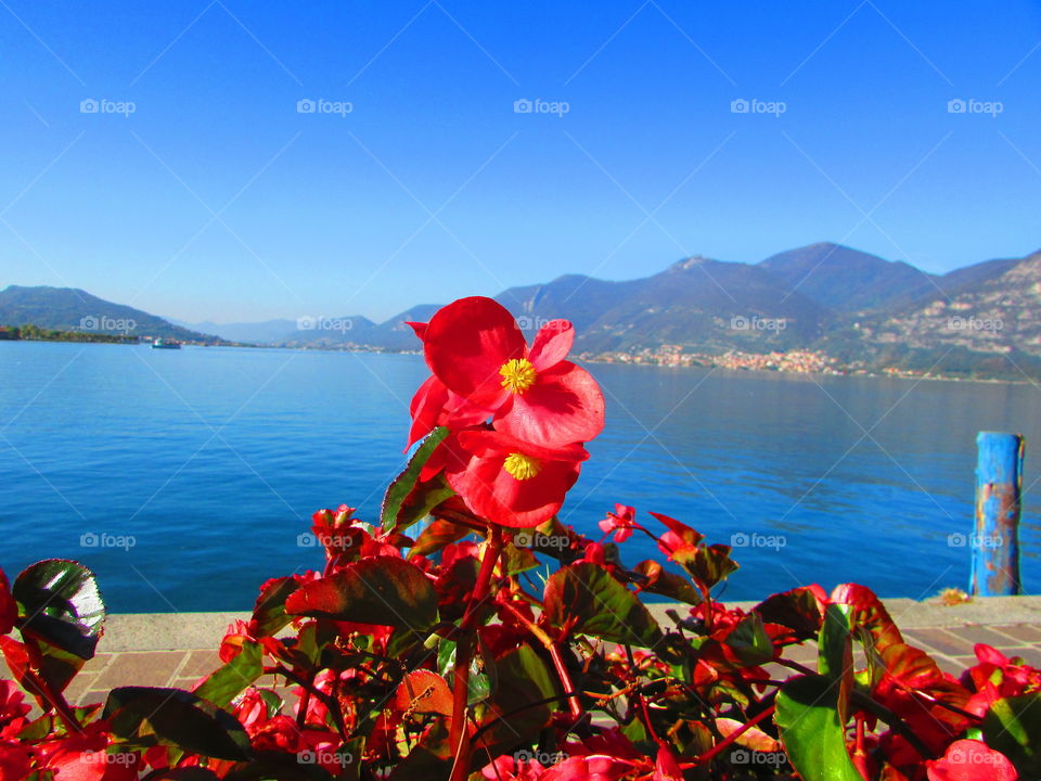 Flower in frot of Iseo lake - Italy