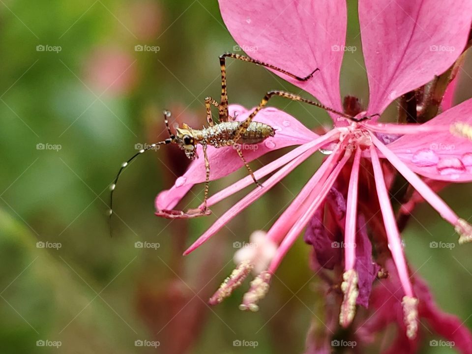 Cute light brown bug on a pink Gaura flower in a garden glistened,  after a Spring shower.