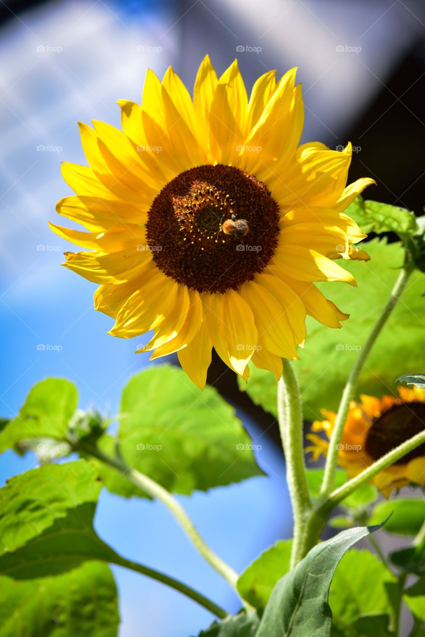 Sunflower