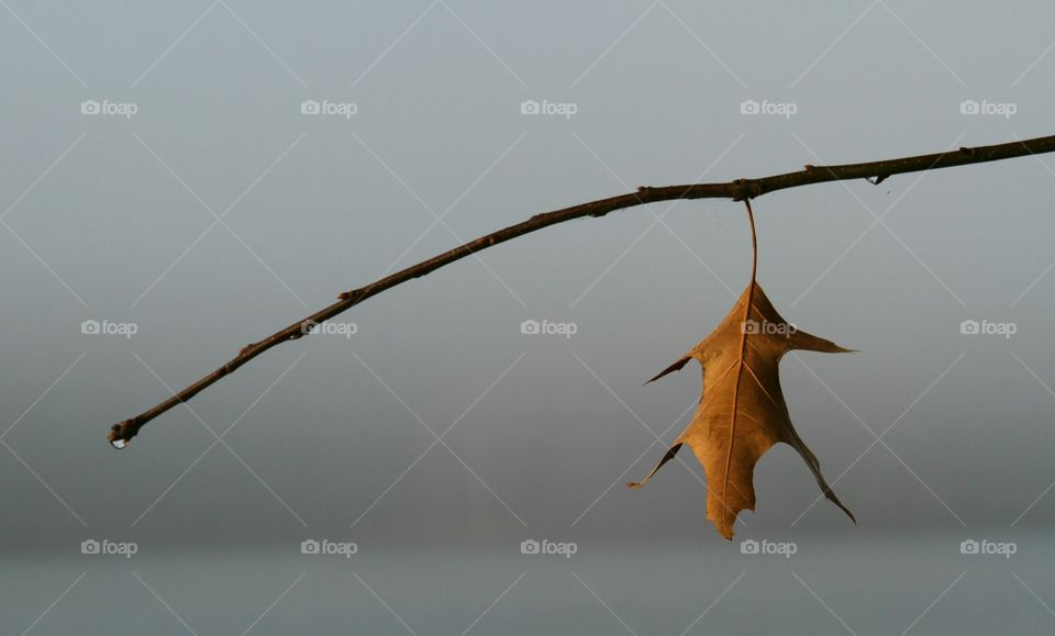 a leaf and water drop waiting to fall in the fog.