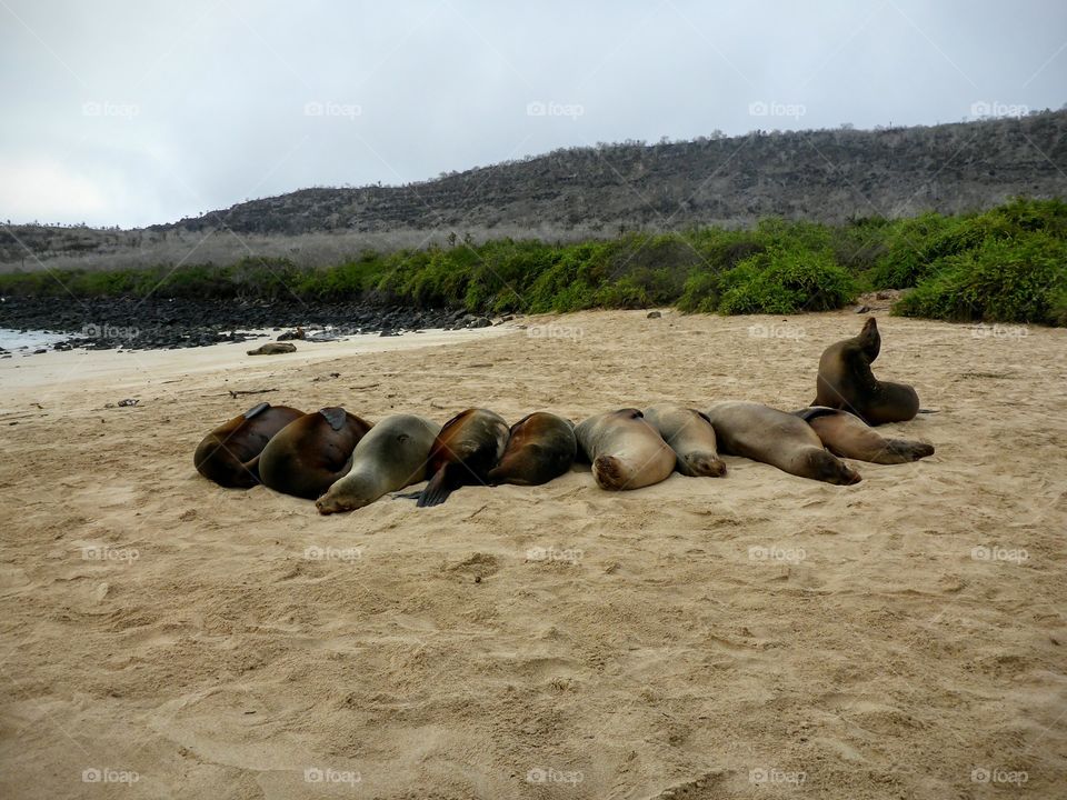 Galapagos sea lions