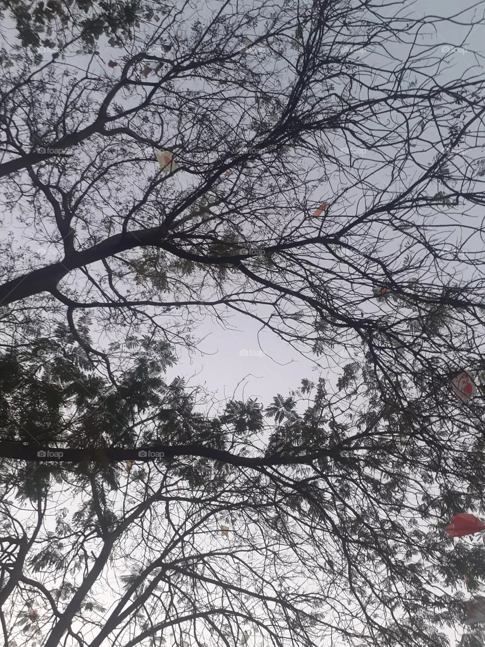 Tree vadodara india