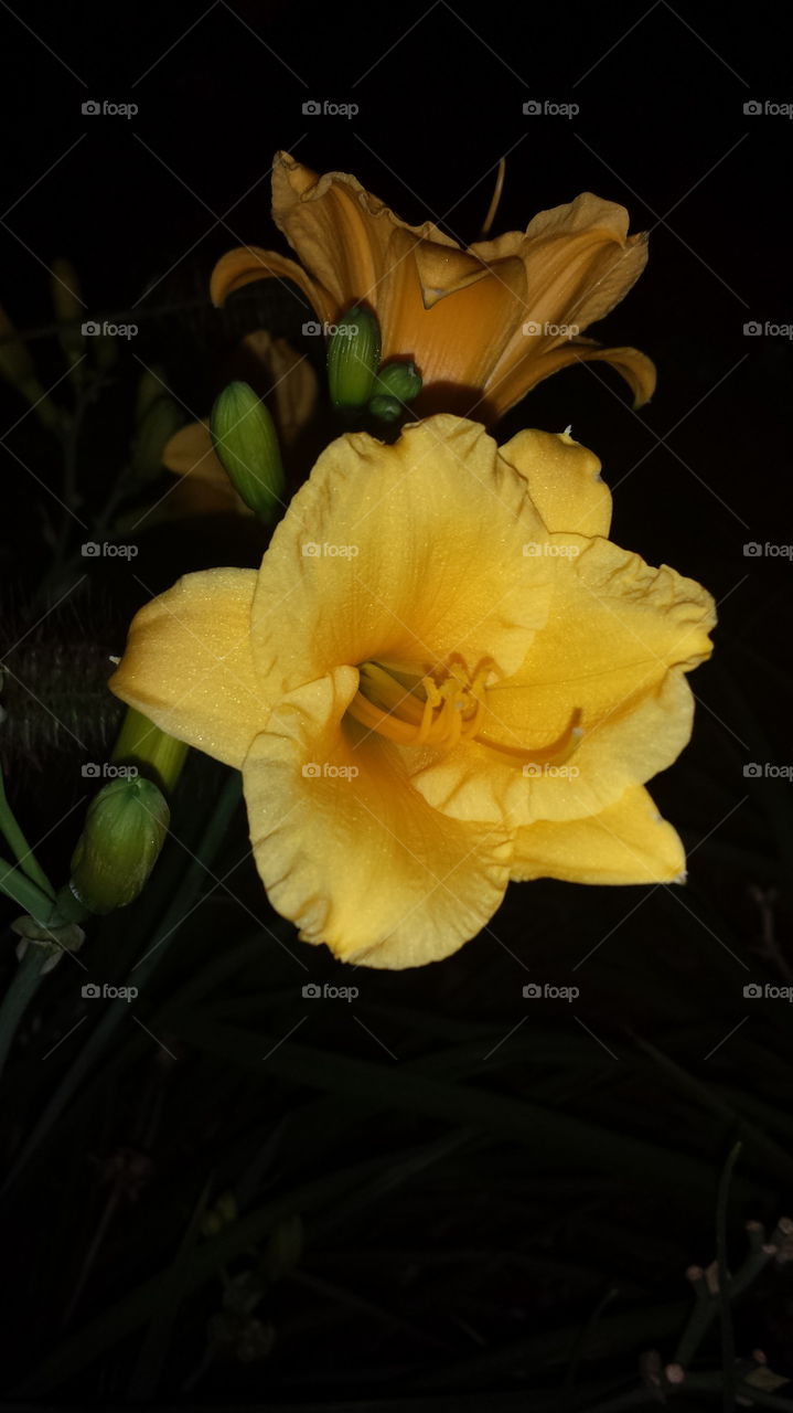 Bright yellow lily flower