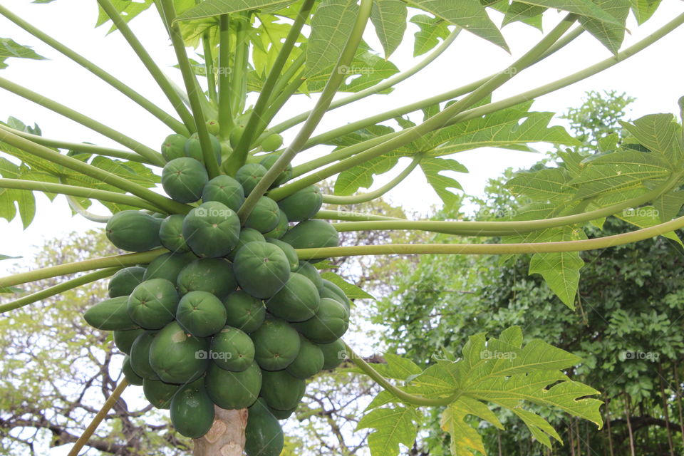 Papaya on the Tree