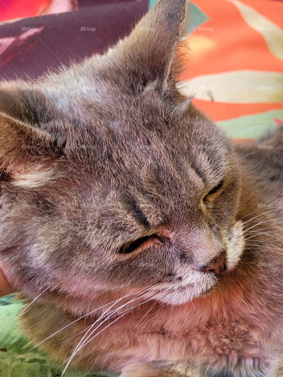 adorable grey color fluffy fur pet cat taking a nap with closed eyes and cute whiskers