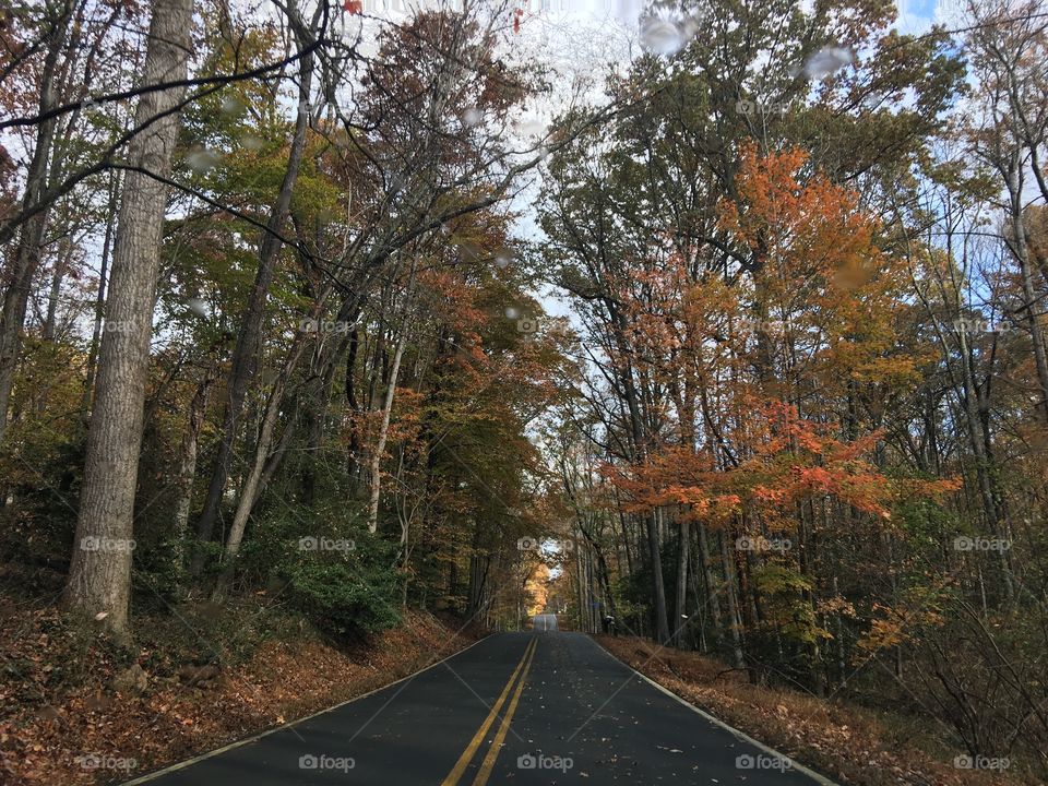 Drive through fall trees in Virginia