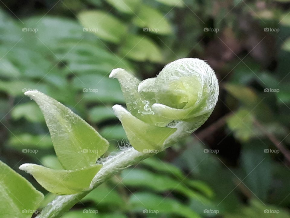 A tender sprout in green background