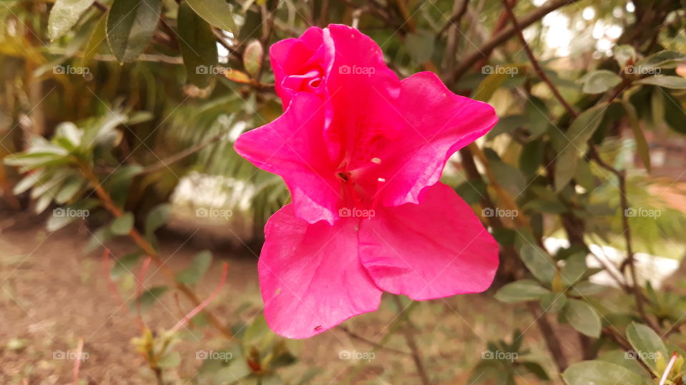 Esta é uma azaléia(ou azálea) de tom rosado. Infelizmente só tinha essa flor no pé.