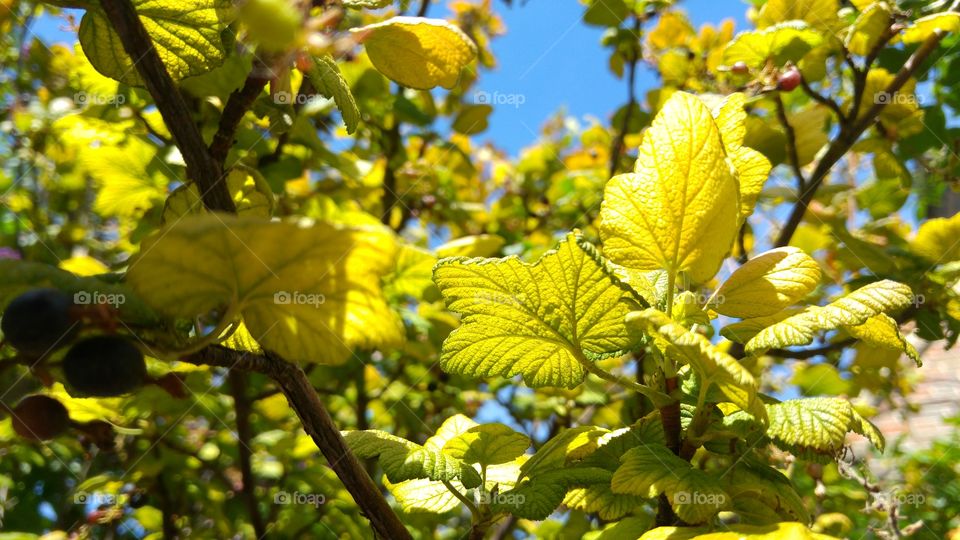 Close-up of leaves during autumn