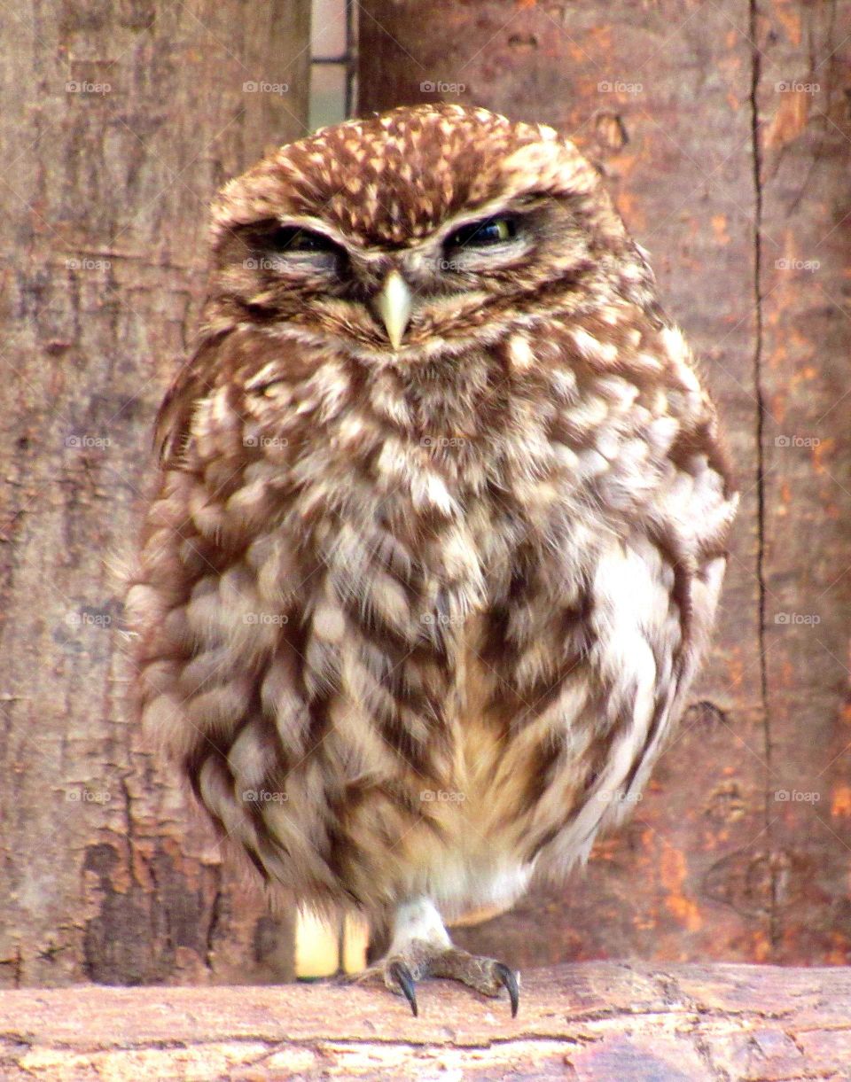 owl