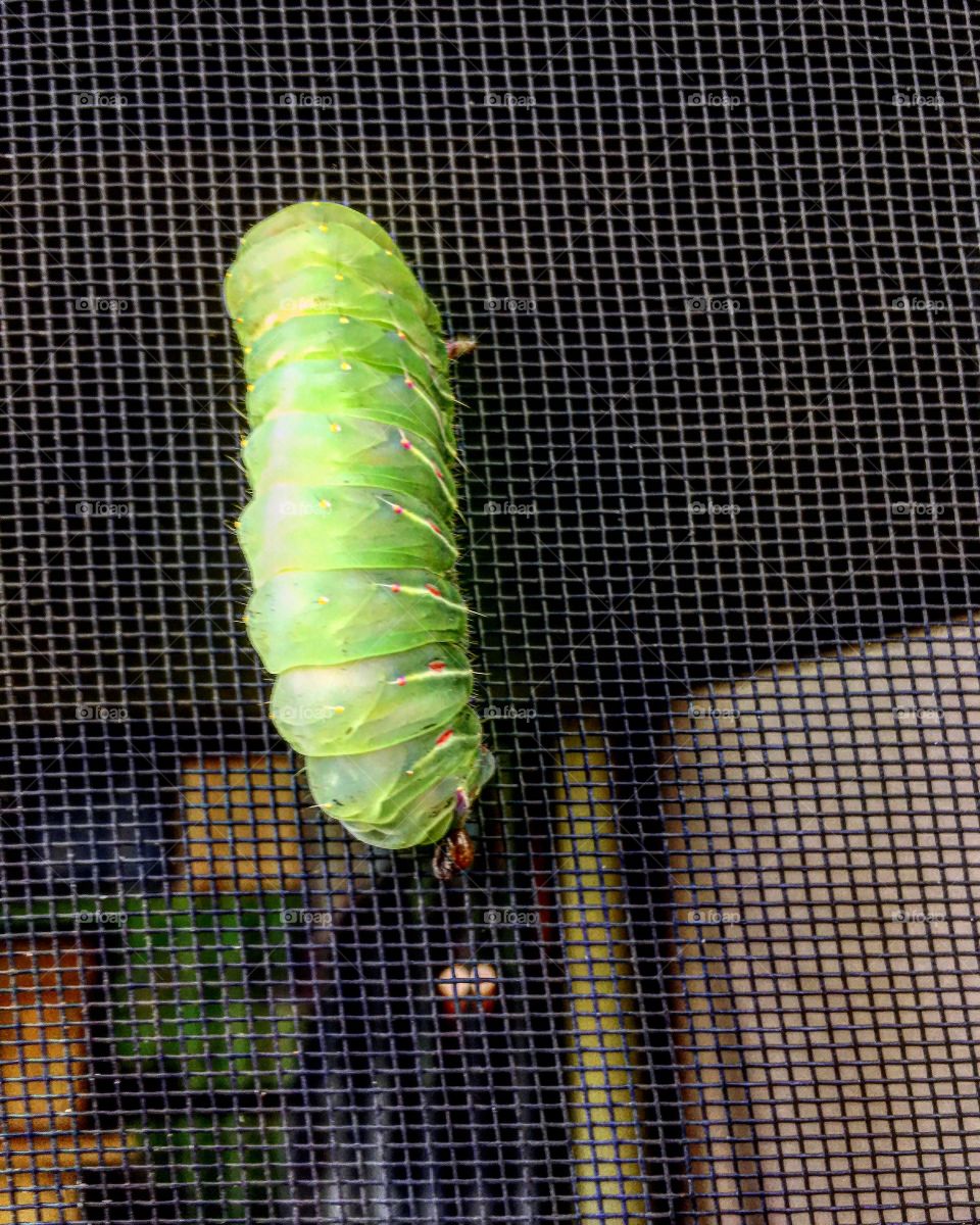 Came home to find this little guy on our screen 