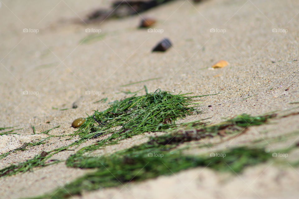 seaweed on the beach