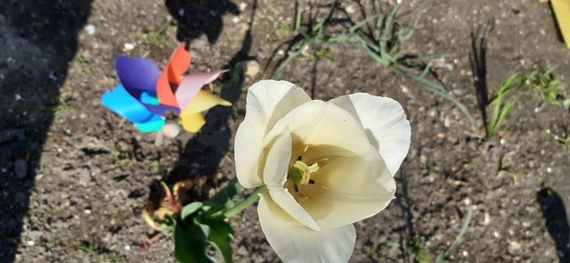 last to bloom