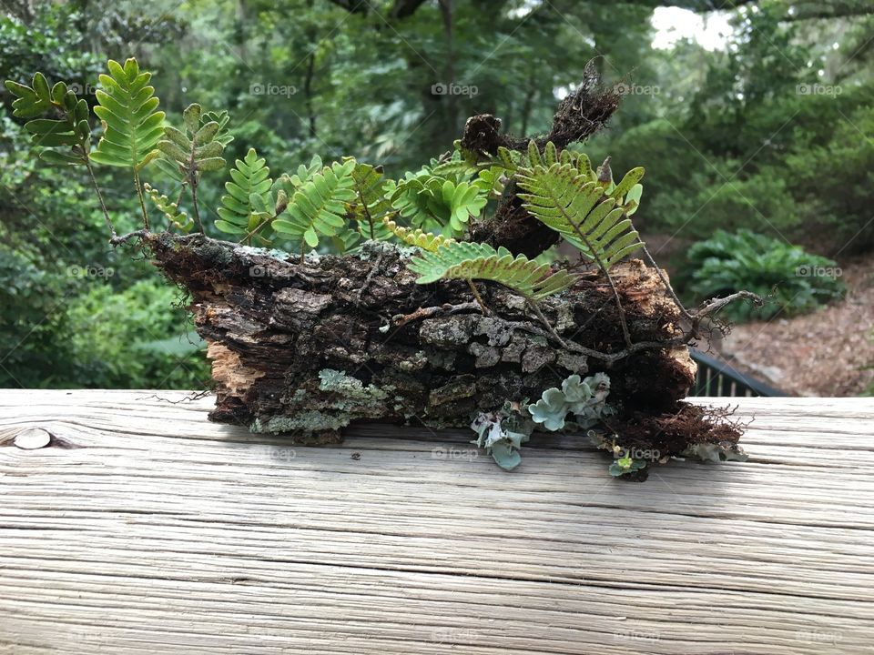 Moss on branch