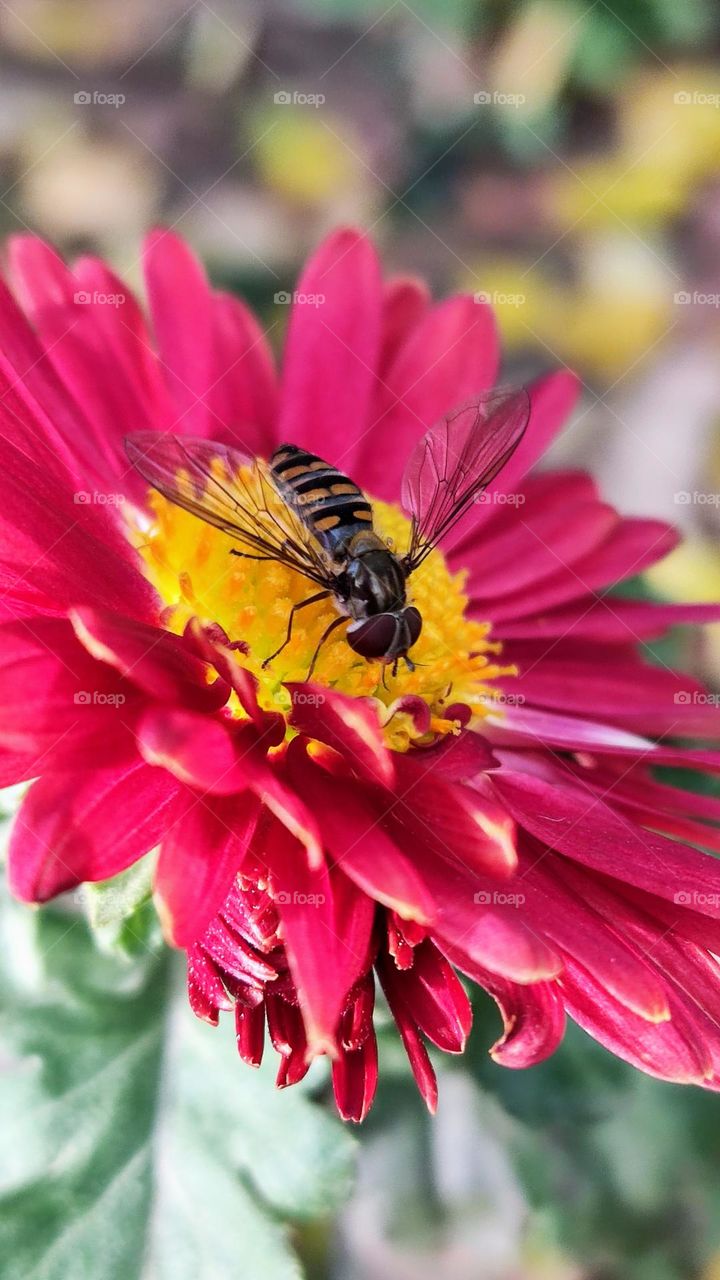 flower and bee