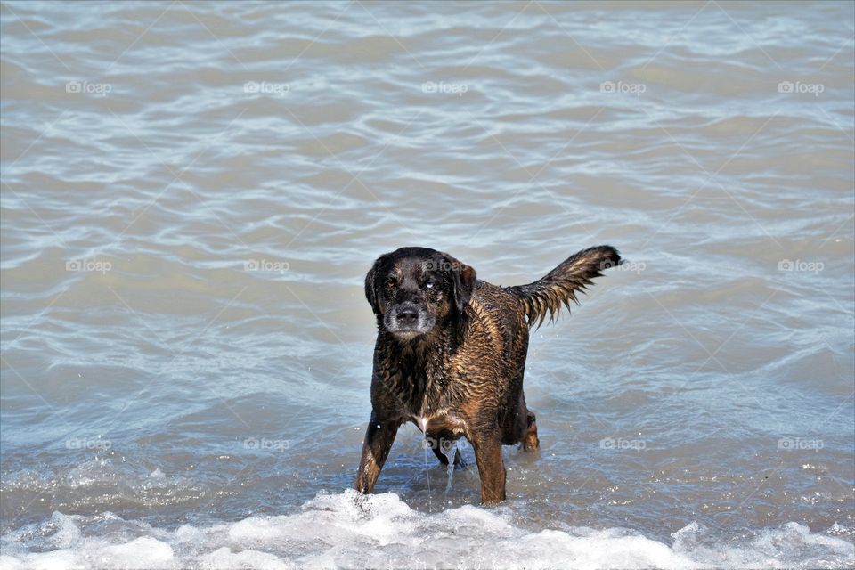 Dog in water