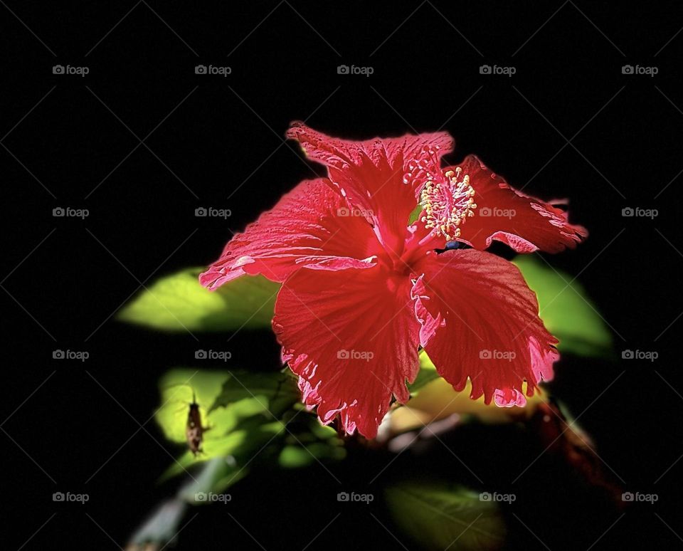 Hibiscus 