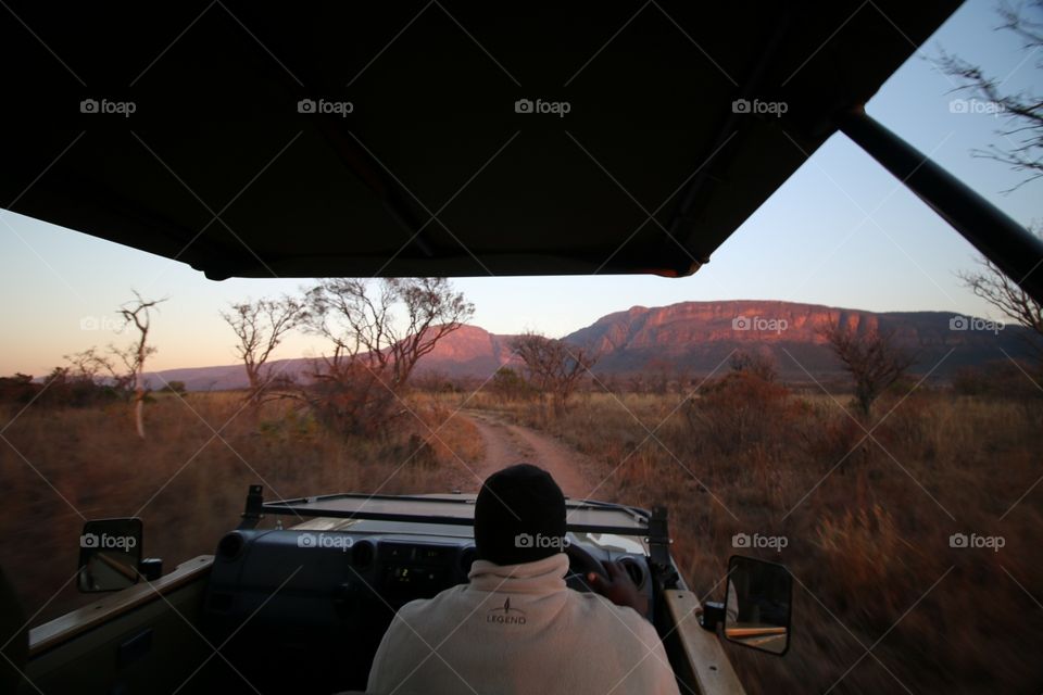 gamedrive in waterberg. gamedrive in the morning at waterberg South africa