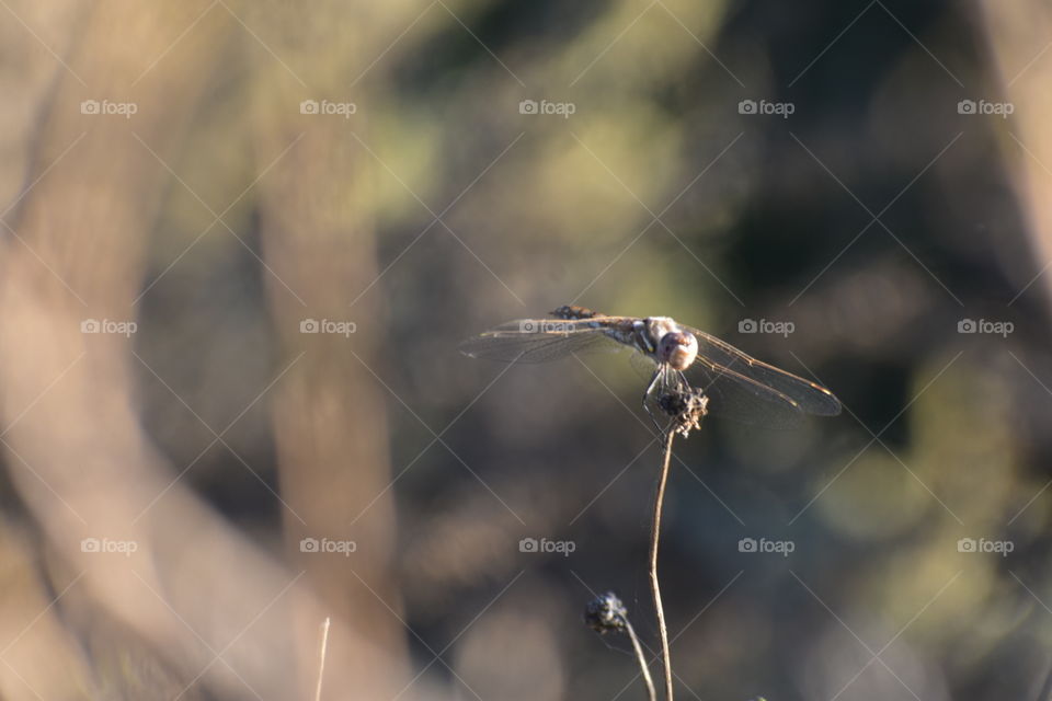 Dragonfly 