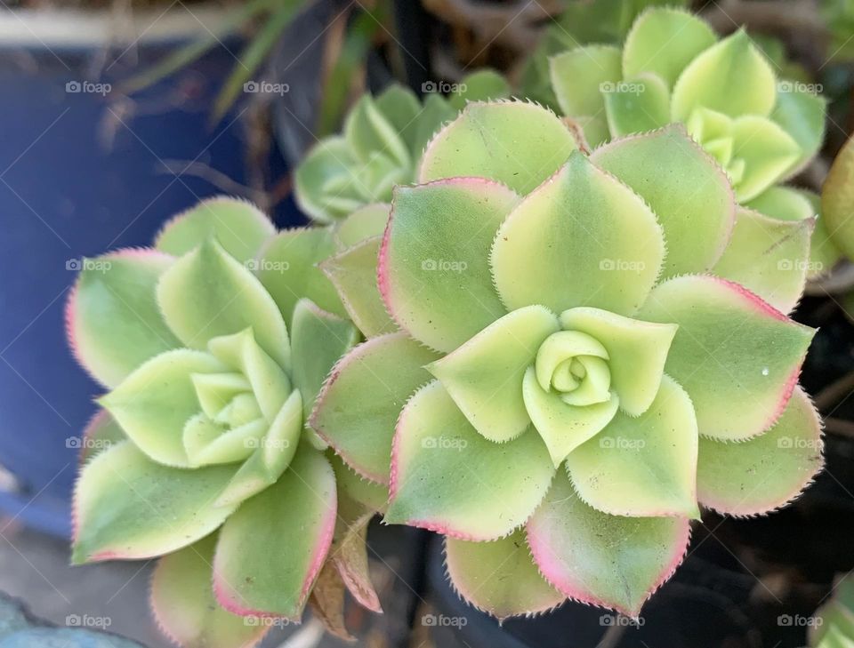 Beautiful succulents in a California garden. 