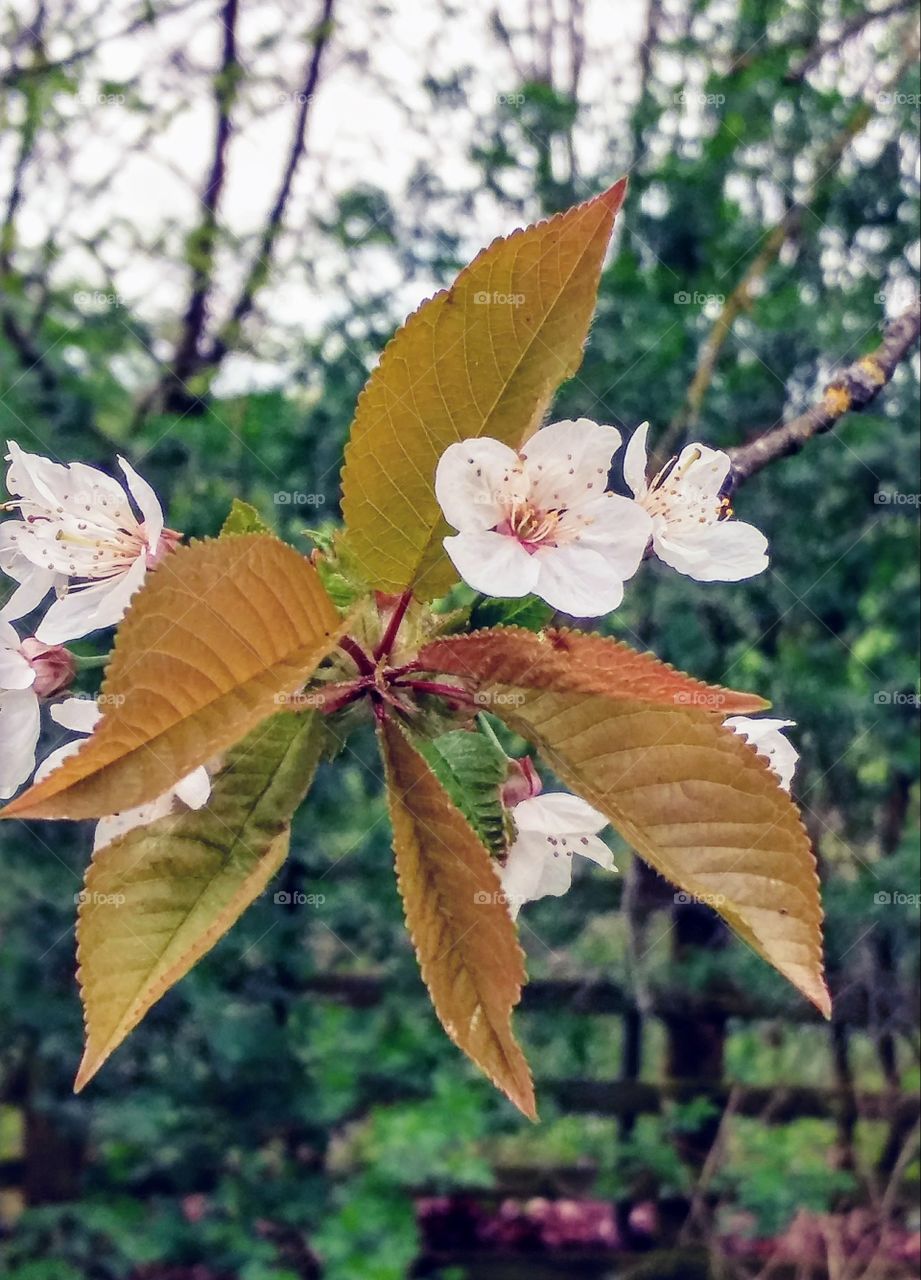 cherry flowers