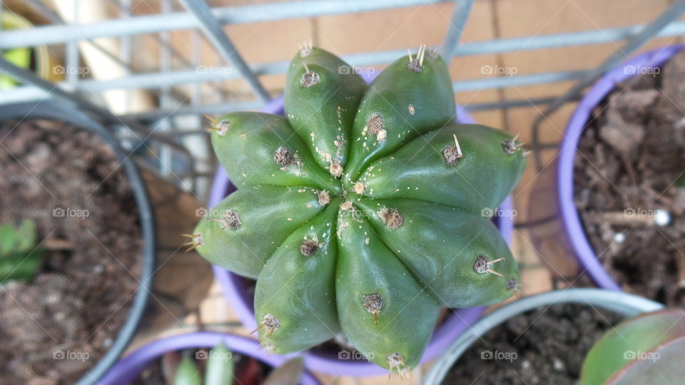 Cactus, viewed from above