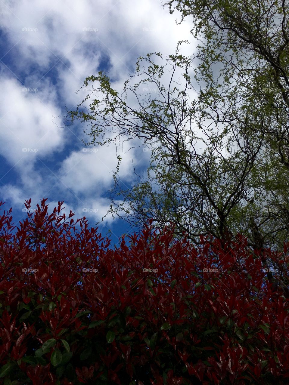 Flowering trees