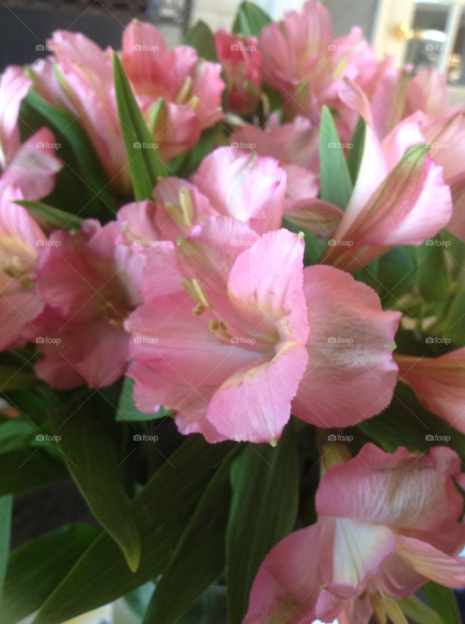 Beautiful pink spring flowers.