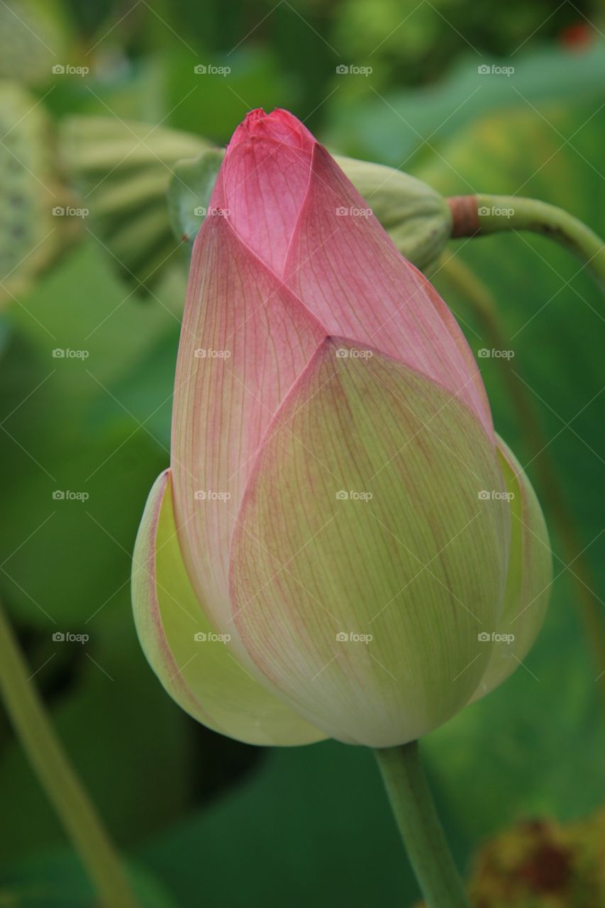 Flowers, water Lilly, bud, pink 