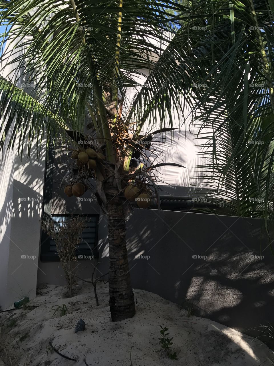 Coconut Palm tree@ Mauritius 