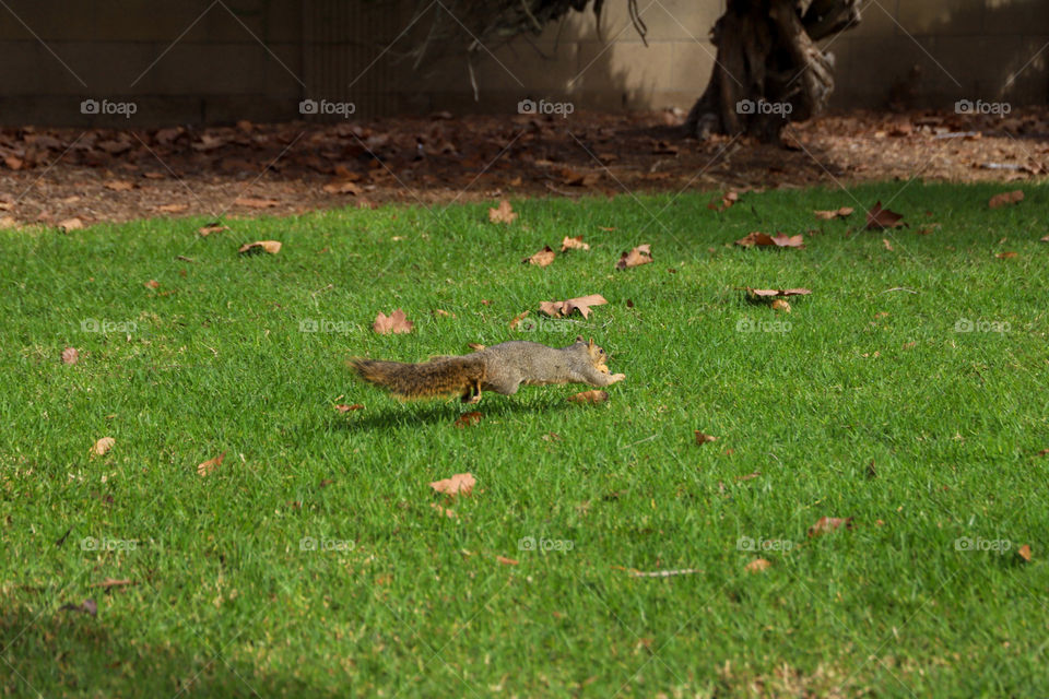 Friendly squirrel at the park. 