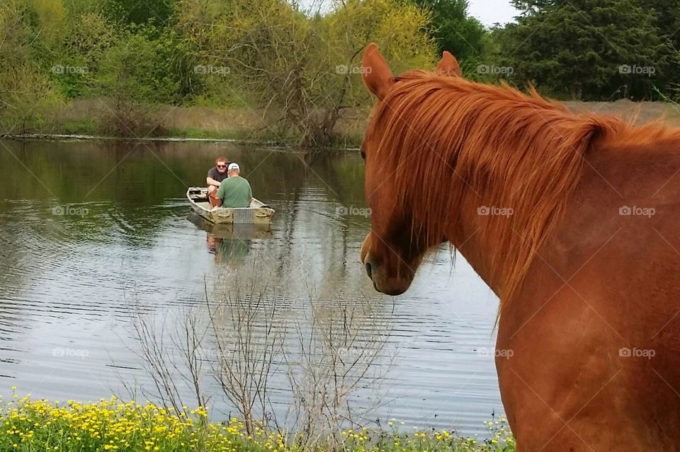 Horse looking at two men and a dog in a small boat on a pond.