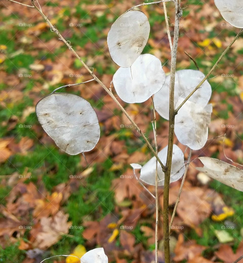 Nature, Flora, Leaf, No Person, Grass