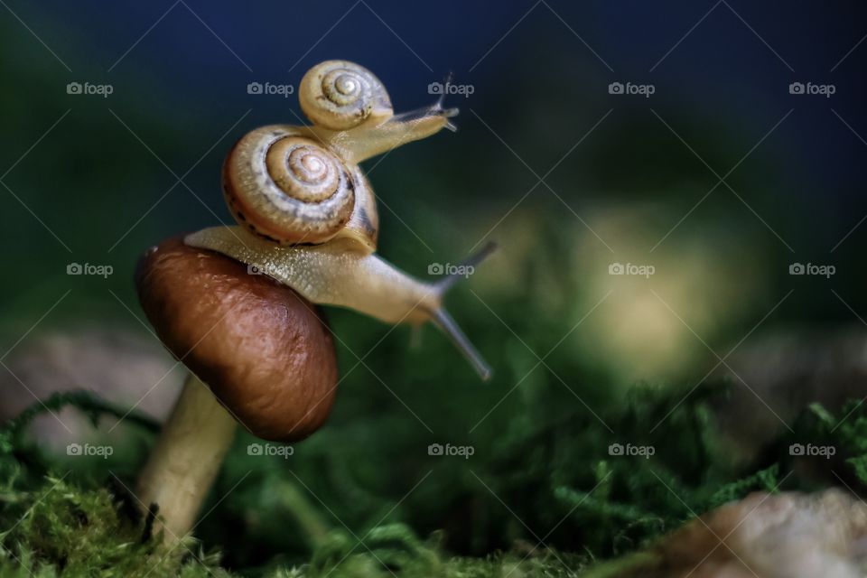 Two snails on the mushroom 