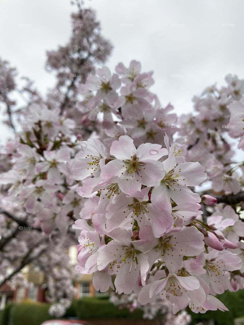 Spring in the garden